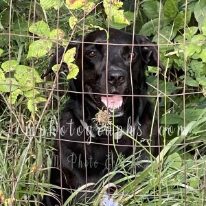 Black Lab