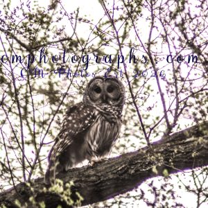 Barred Owl
