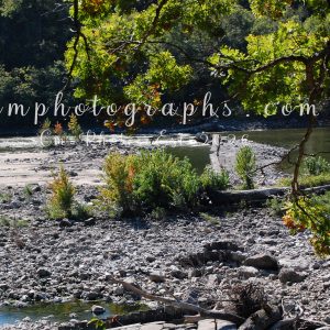 Cedar River