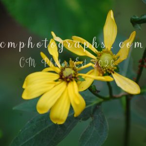False Sunflower (Heliopsis Helianthoides)