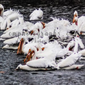 Group Of Pelicans