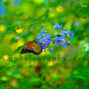 Sky Blue Aster With Monarch Butterfly