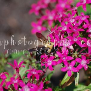 Starr Flower With Carpenter Bee