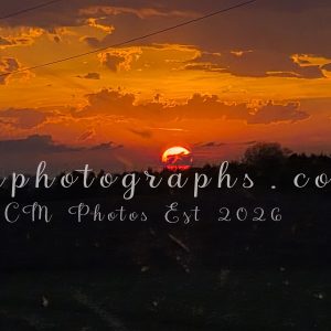 Tree Line Sunset