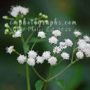 White Snake Root