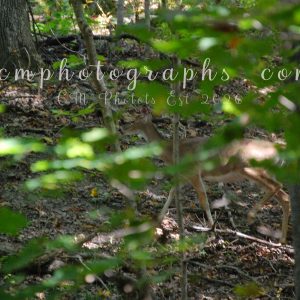 Doe