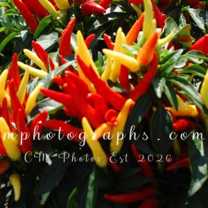 Peppers