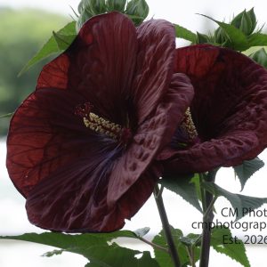 Giant Burgundy Hibiscus (Hardy)