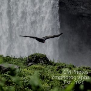 Turkey Vulture Flying Over Horseshoe Falls