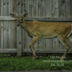 Young Buck