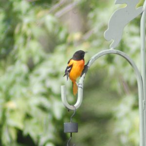 Baltimore Oriole