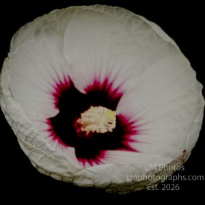 White Hardy Hibiscus